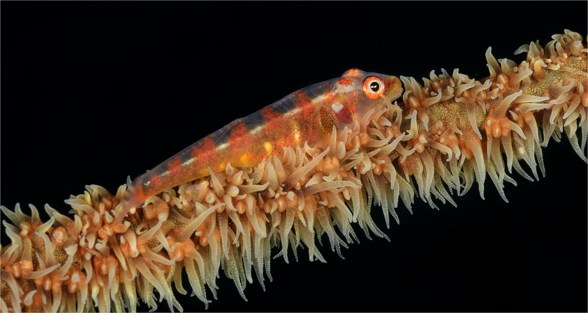 Whip coral goby- philippines 4-4